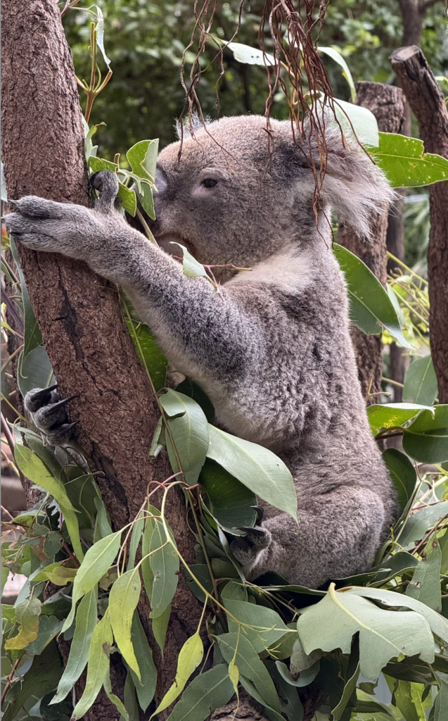 lone pine koala sanctuary tickets